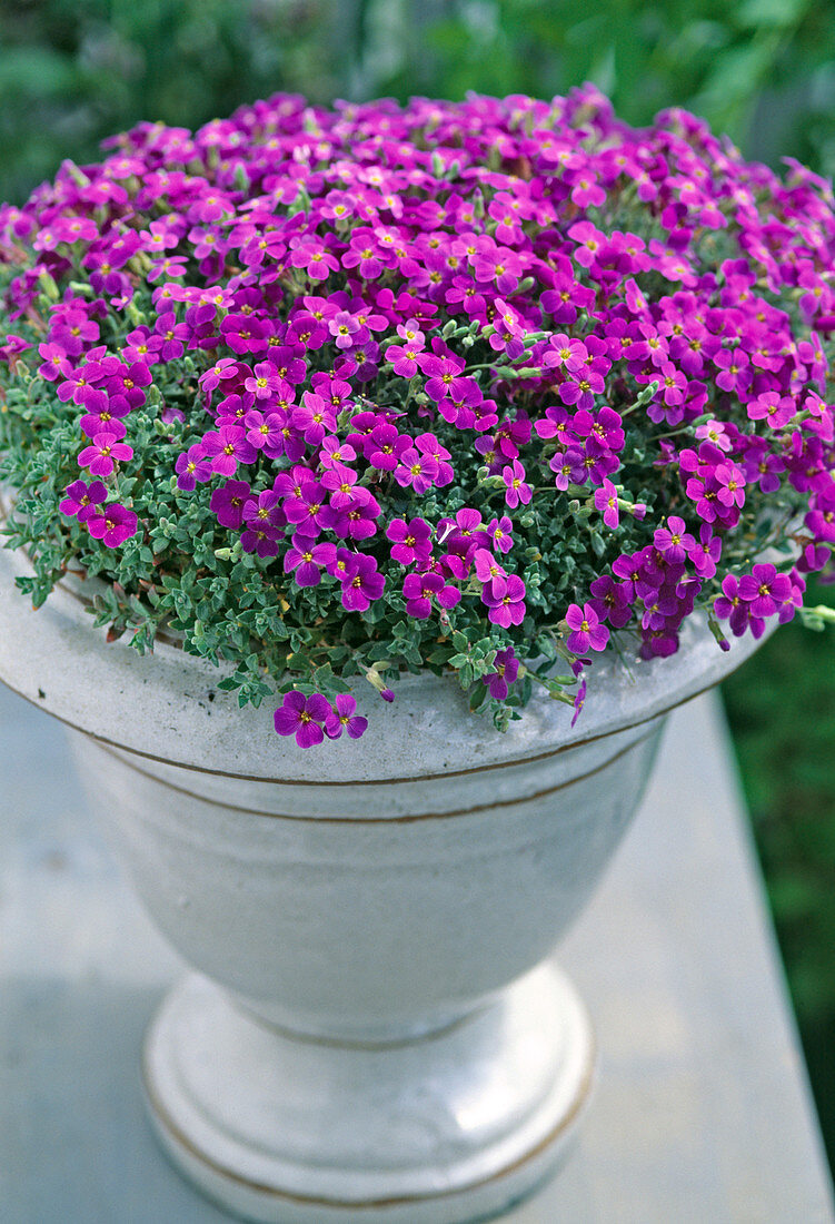 Aubrieta hybrid 'blue tit'