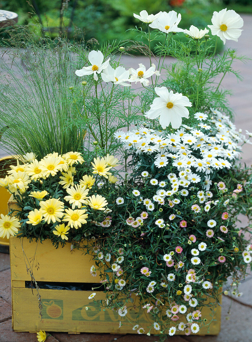 Gestrichene Holzkiste mit Argyranthemum frutescens