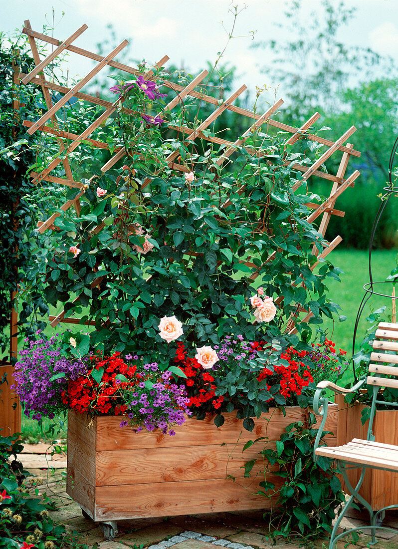 Climbing Rose 'Compassion', Clematis jackmanii-Hybride 'Lady