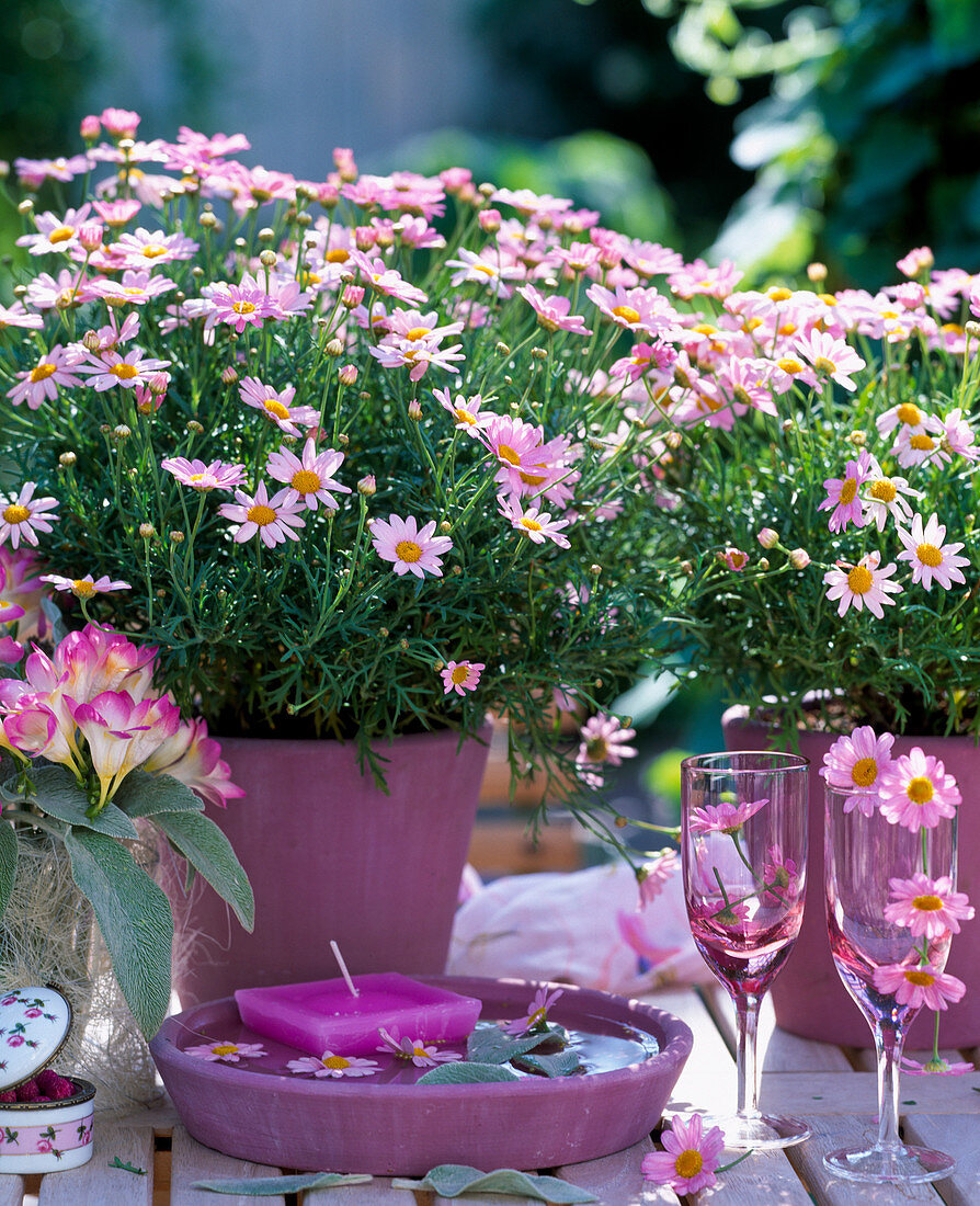 Argyranthemum 'Summit pink' (Rosa Marguerite)