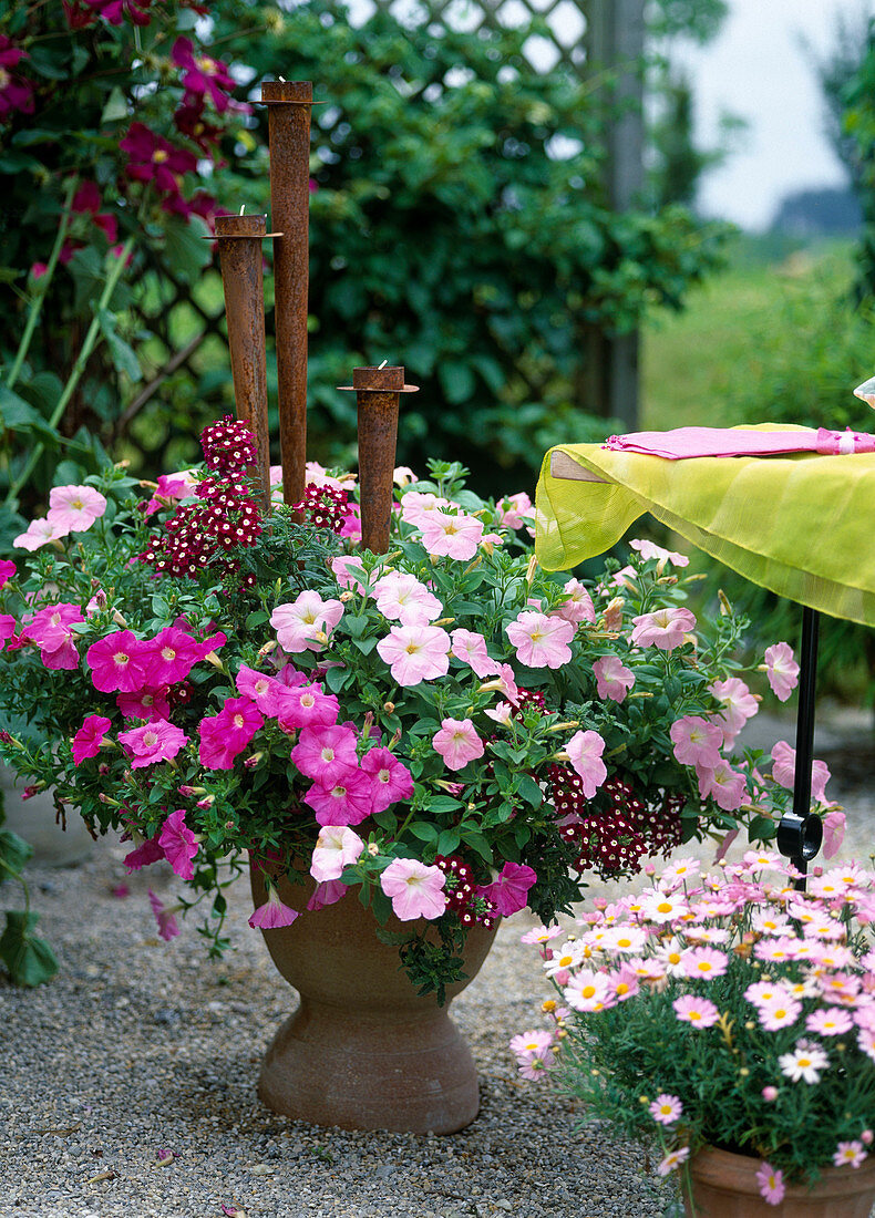 Petunia-Surfinia hybr. 'Easy Wave Pink' and 'Easy Wave Shell'