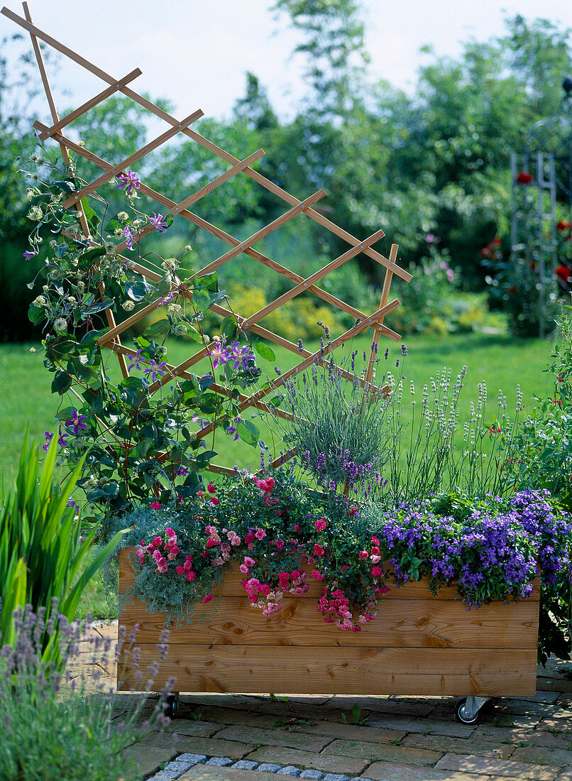 Clematis integrifolia 'Juuli', Artemisia schmidtiana 'Nana', Rosa