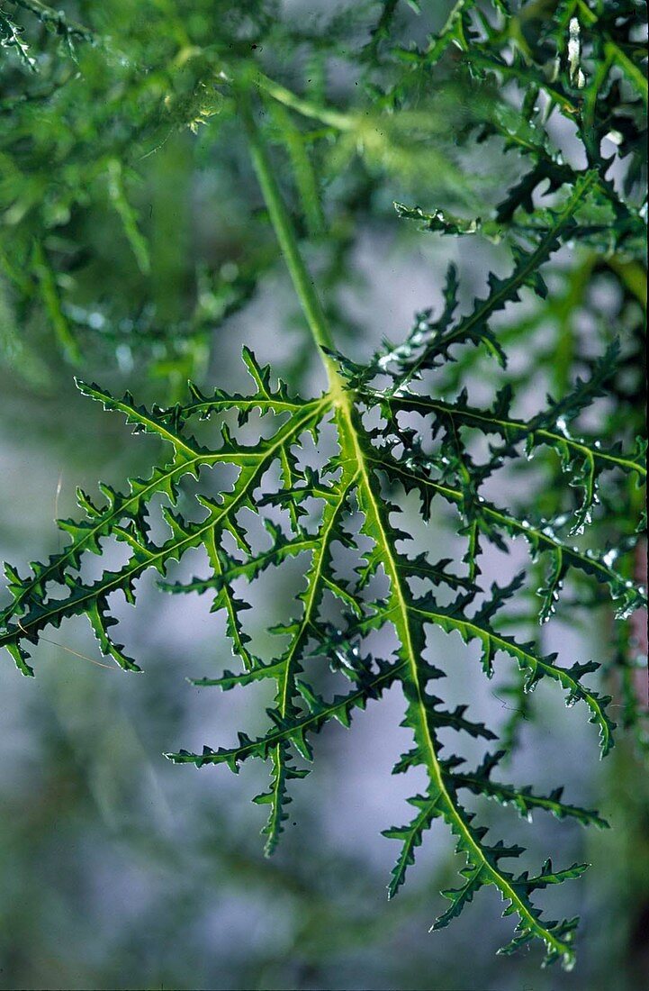 Pelargonium filicifolium