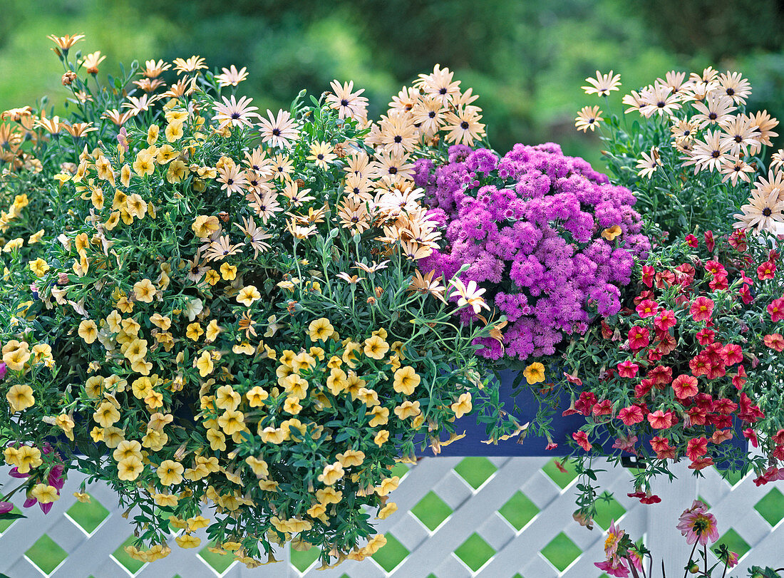 Million Bells 'Celebration Sun', Osteospermum ecklonis