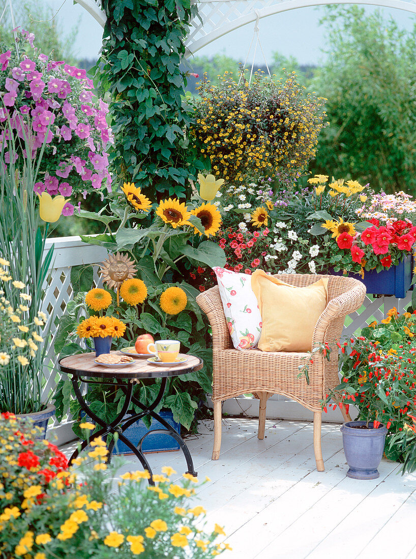 Helianthus annuus-Hybr. (Sonnenblumen), Petunia, Sanvitalia