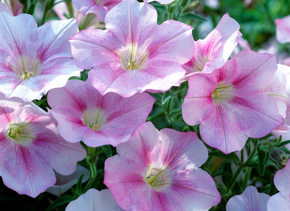 Petunia Sylvana 'Softrose' (Petunie)