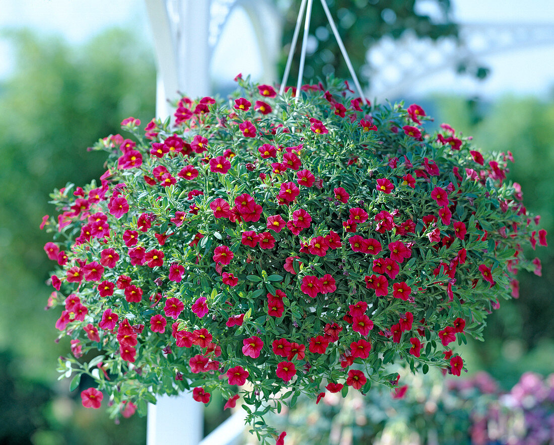 Petunia-Hybr. 'Celebration Red'