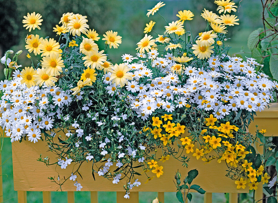 Argyranthemum frutescens / Margerite, Lobelia erinus / Männertreu