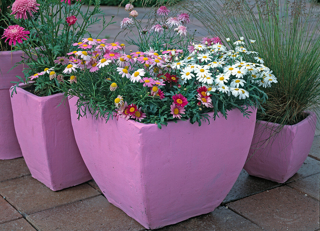 Argyranthemum frutescens (Margrite, 'Birgit Carmine' (dunkelrosa)