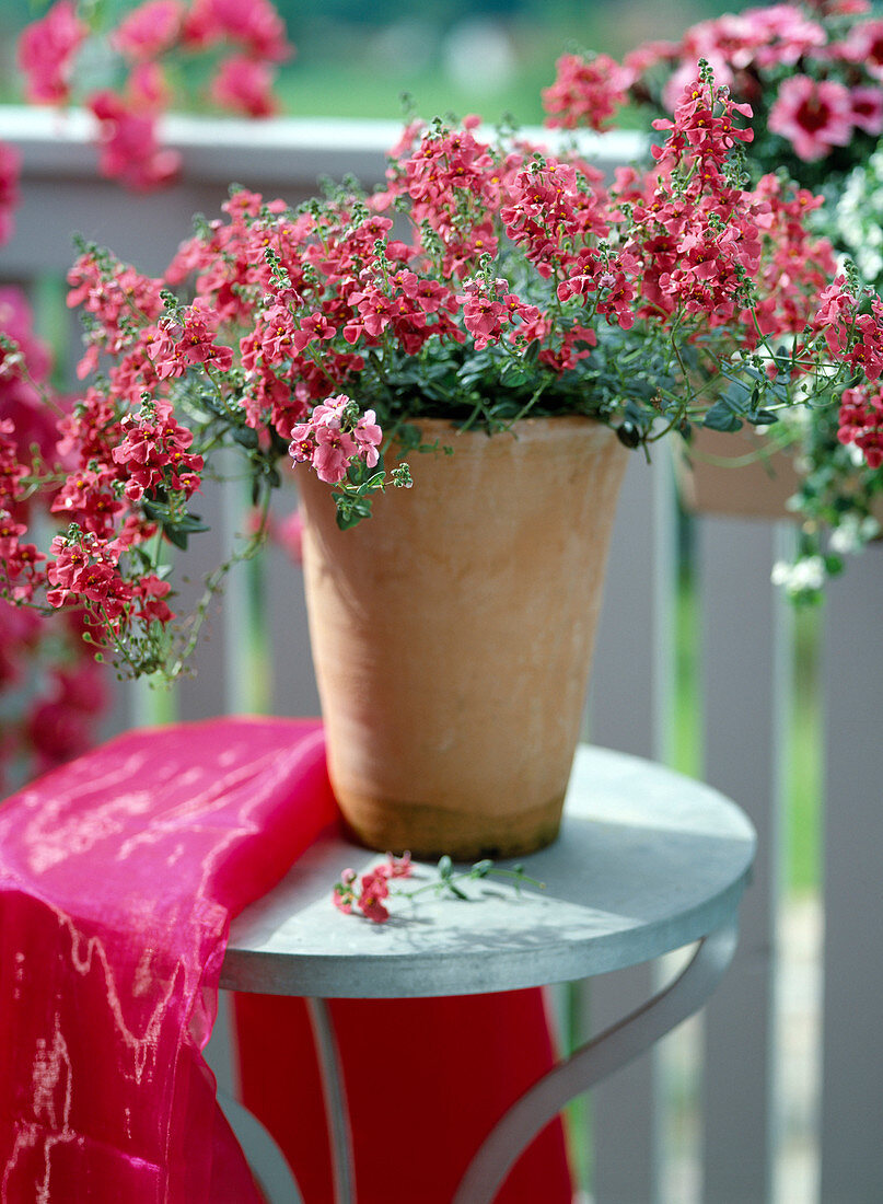 Diascia hybrid 'Red Ace' in high terracotta on iron table