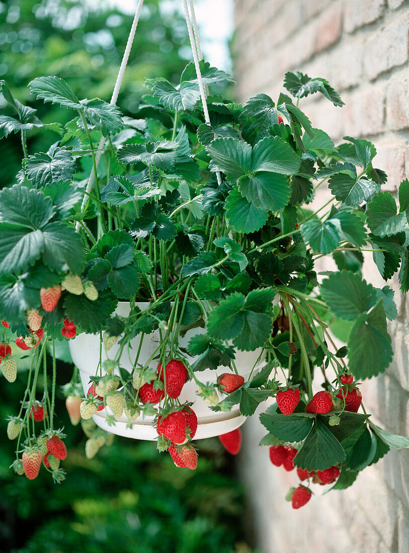 Hanging strawberry