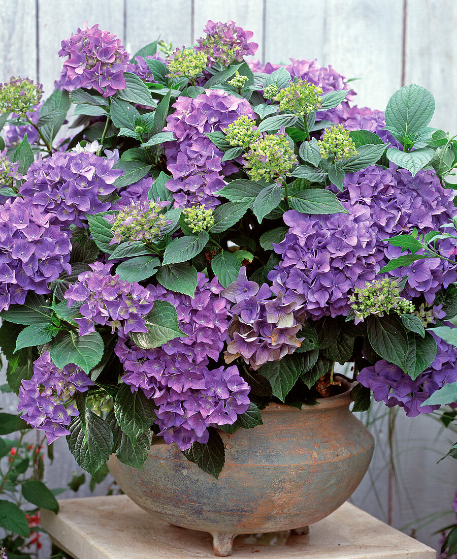 Hydrangea macrophylla 'Blaumeise'