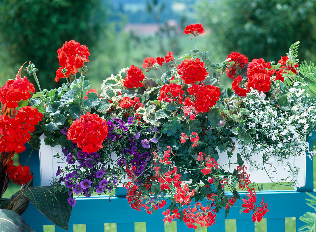 Pelargonium-zonale-Hybr., Petunia 'Million Bells Blue',