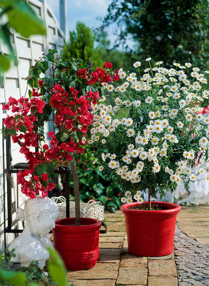 Argyranthemum frutescens, Bougainvillea in red pots