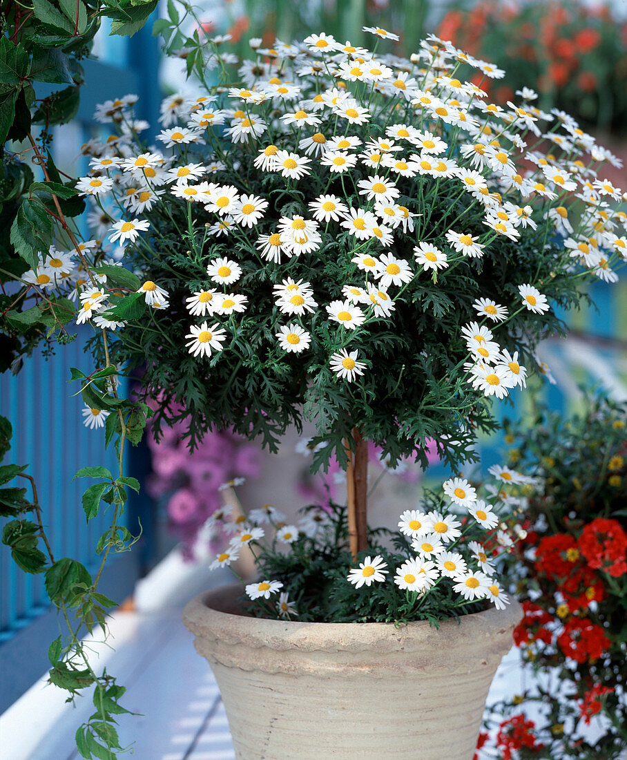 Argyranthemum frutescens