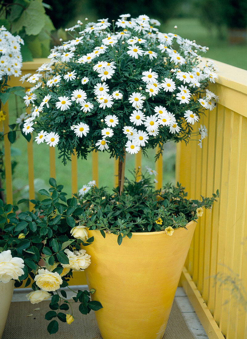 Agyranthemum frutescens 'Maja Bofinger'