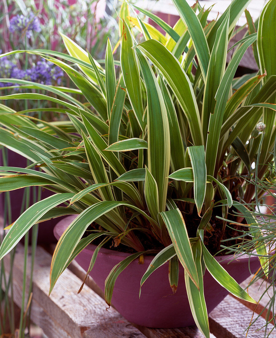 Carex siderosticha 'Variegata'