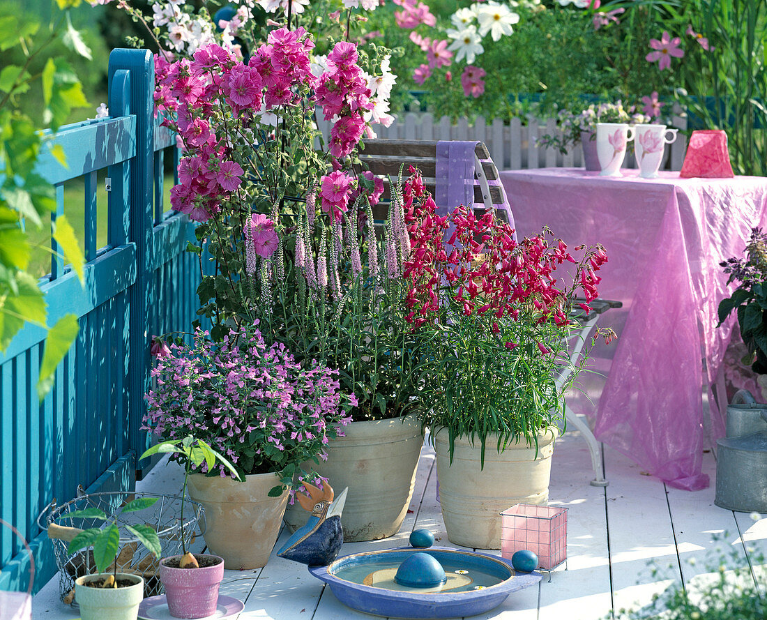 Balcony painted aquamarine with avocado plants