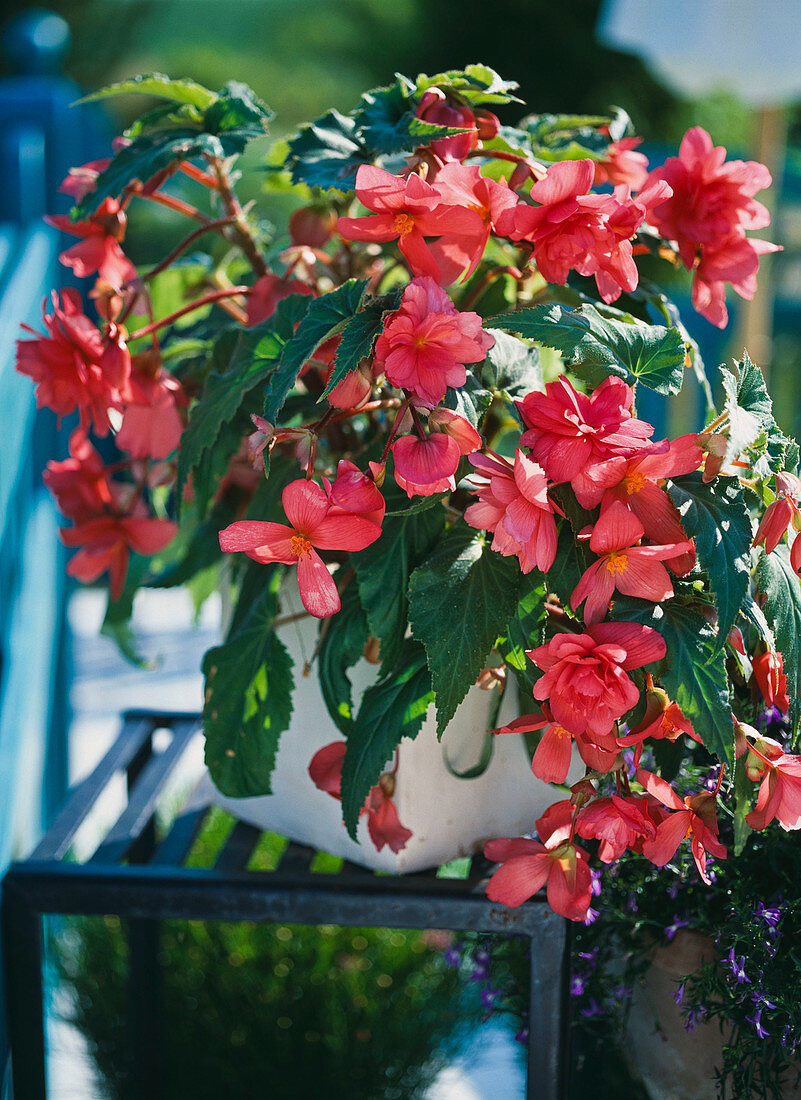 Begonia tuber begonia hybrid 'Nonstop salmon pink'