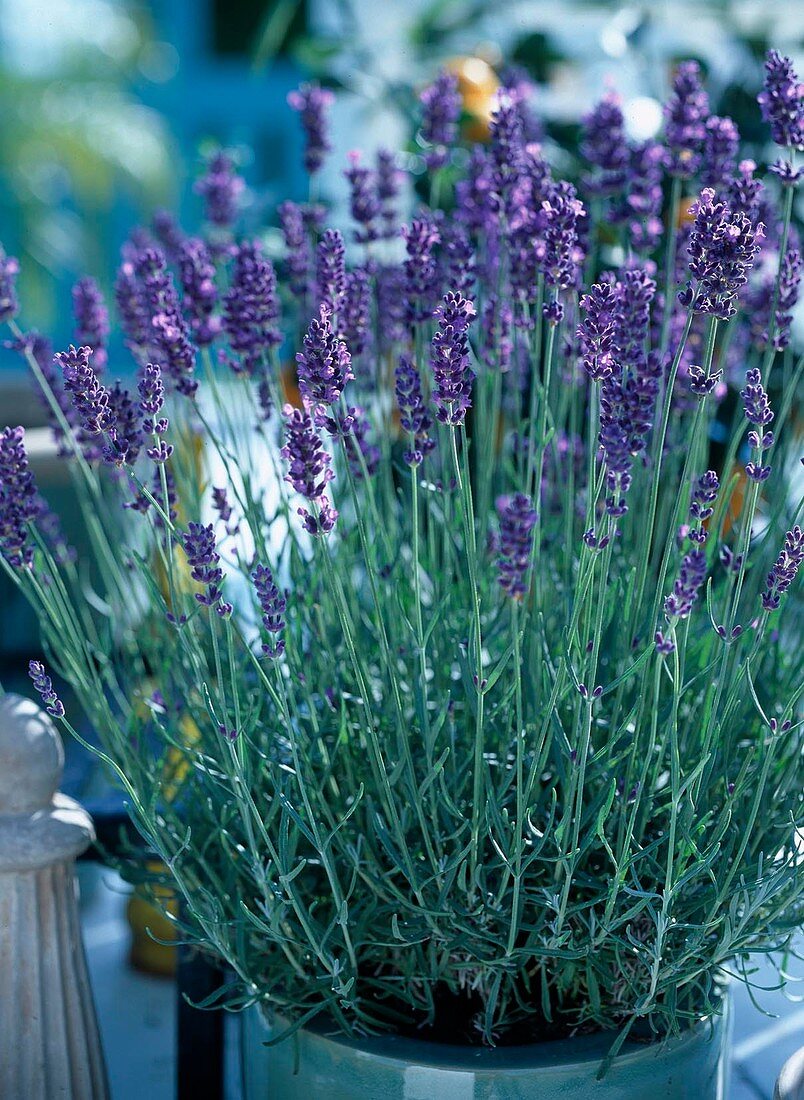 Lavandula angustifolia 'Hidcote Blue' (lavender)