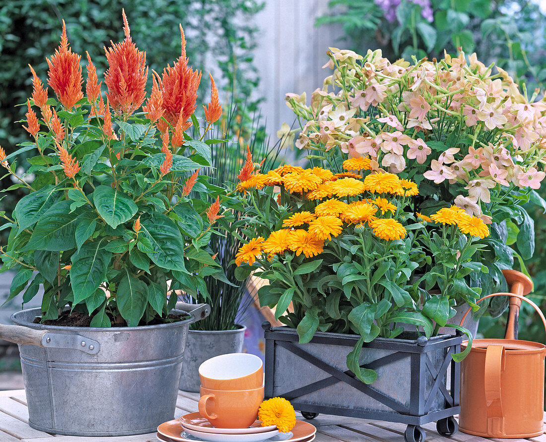 Celosia argentea, Calendula (Marigold), Nicotiana 'Dynamo'