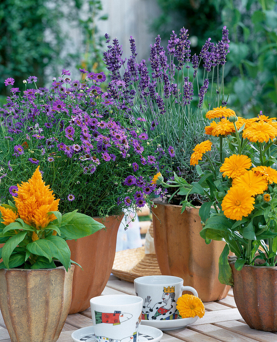 Celosia argentea 'Kimono Yellow', Brachyscome iberidifolia