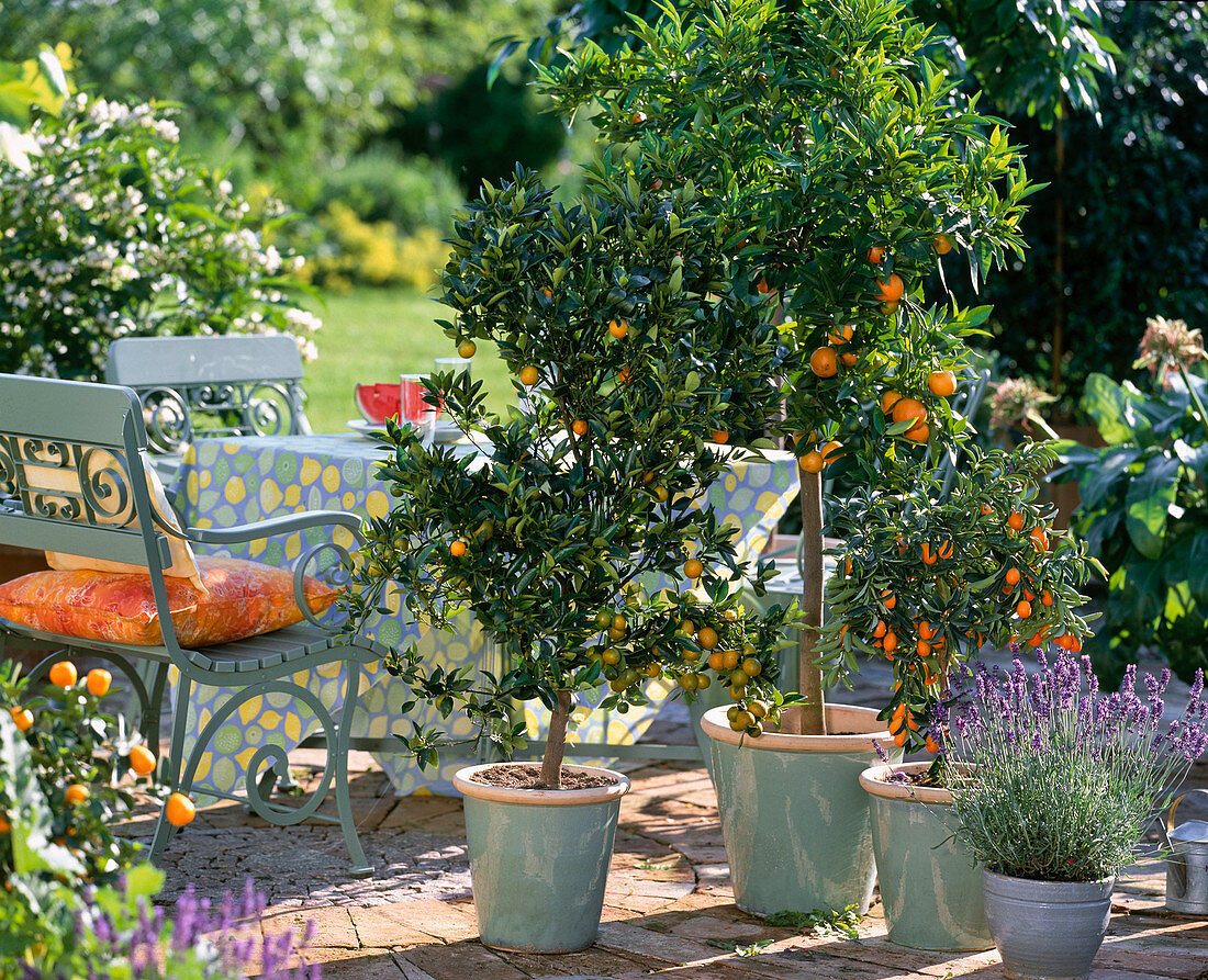 Citrus reticulata (Mandarine), Fortunella (Kumquat), Lavandula