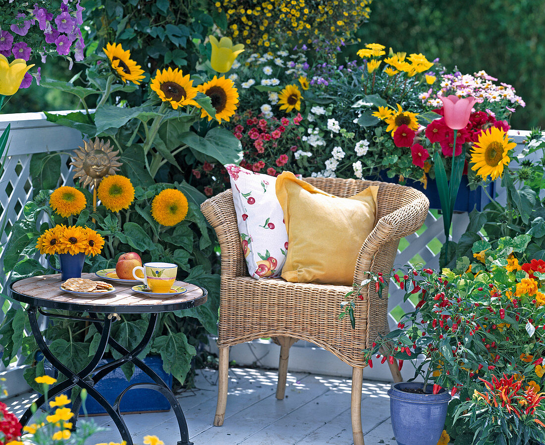 Helianthus annuus 'Teddybär', 'Sunrich Orange', Petunia,