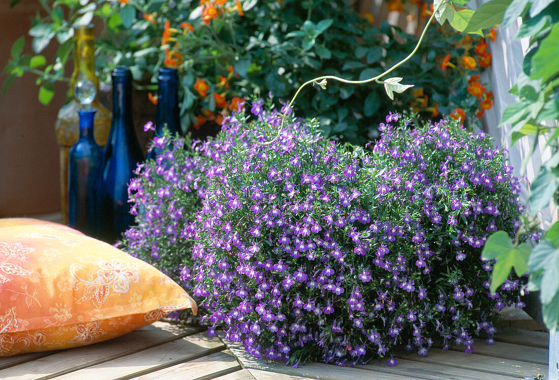 Lobelia erinus (Man's Trefoil)