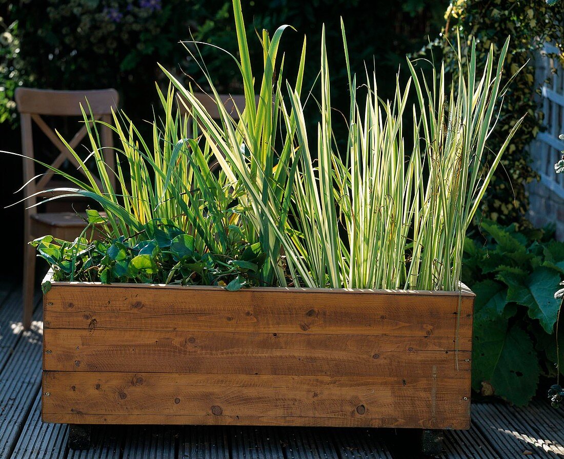 Holzcontainer mit Acorus calamus, Acorus calamus 'Variegata'