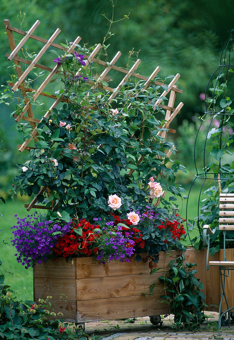 Wooden container planted with trellis as privacy screen