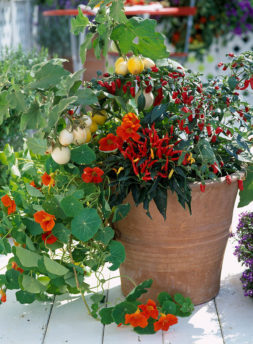 Tropaeolum majus (Nasturtium), Solanum melongena