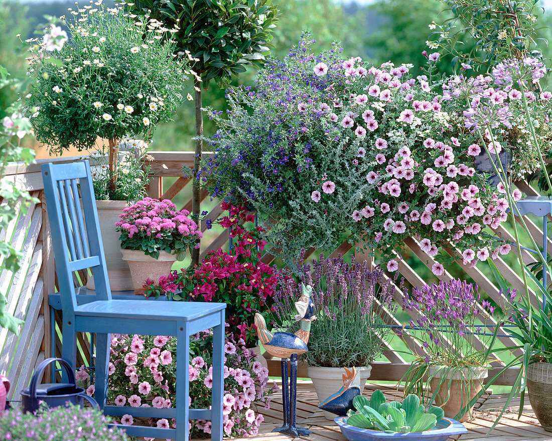 Argyranthemum frutescens (Marguerite, Bougainvillea)