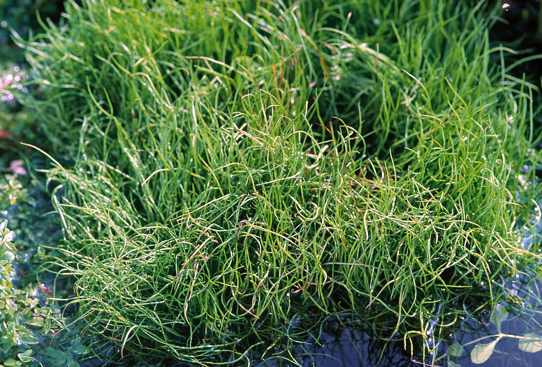 Pilularia globulifera (Common pill fern)