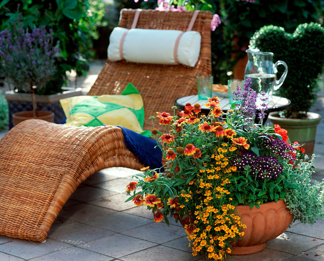 Gaillardia 'Goblin', Tagetes 'Orange Gem', Salvia farinacea