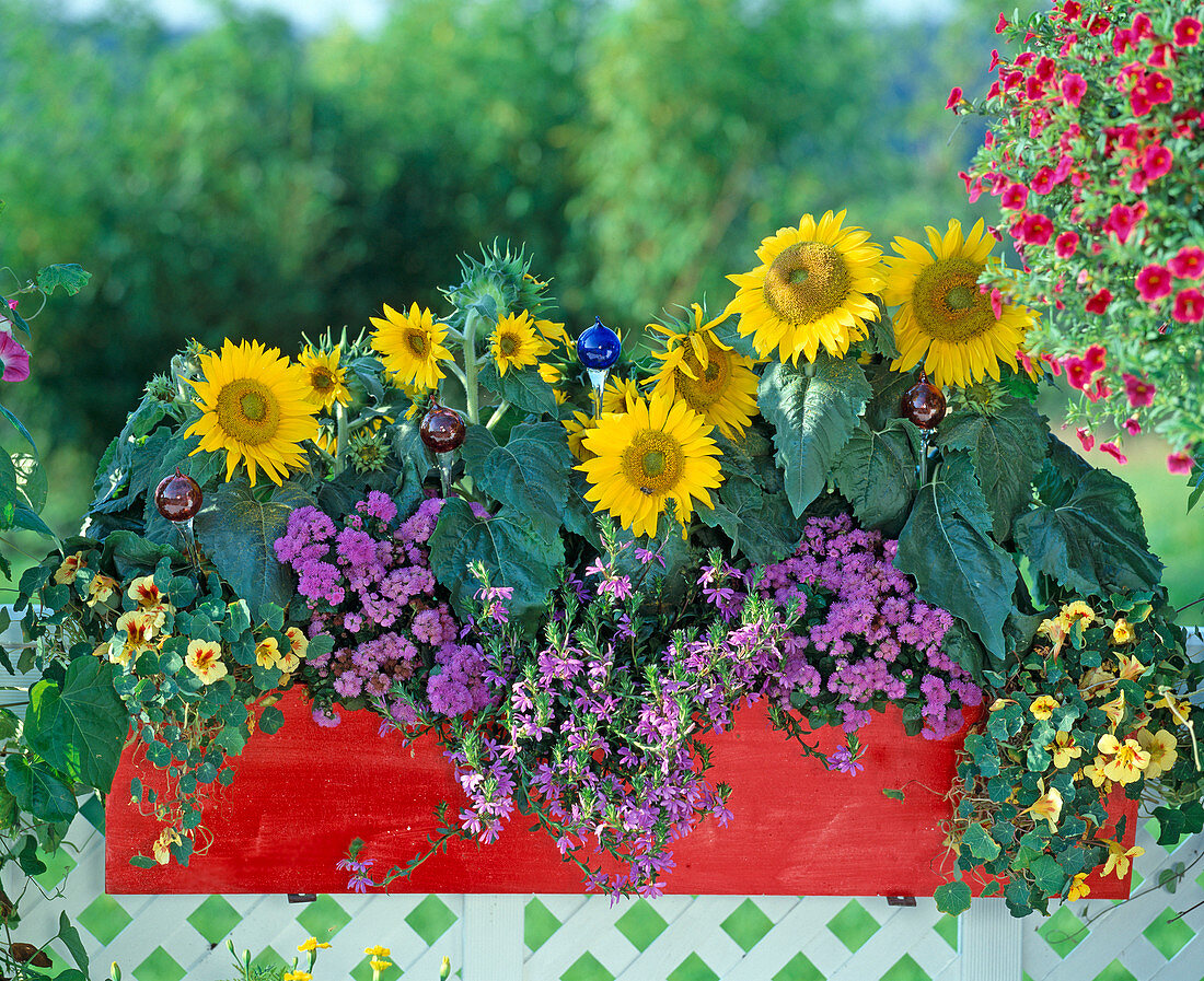 Box with Tropaeolum (nasturtium), Helianthus