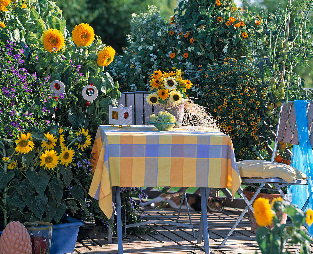 Helianthus annuus 'Pacino', 'Santa Fe', Solanum rantonnetii