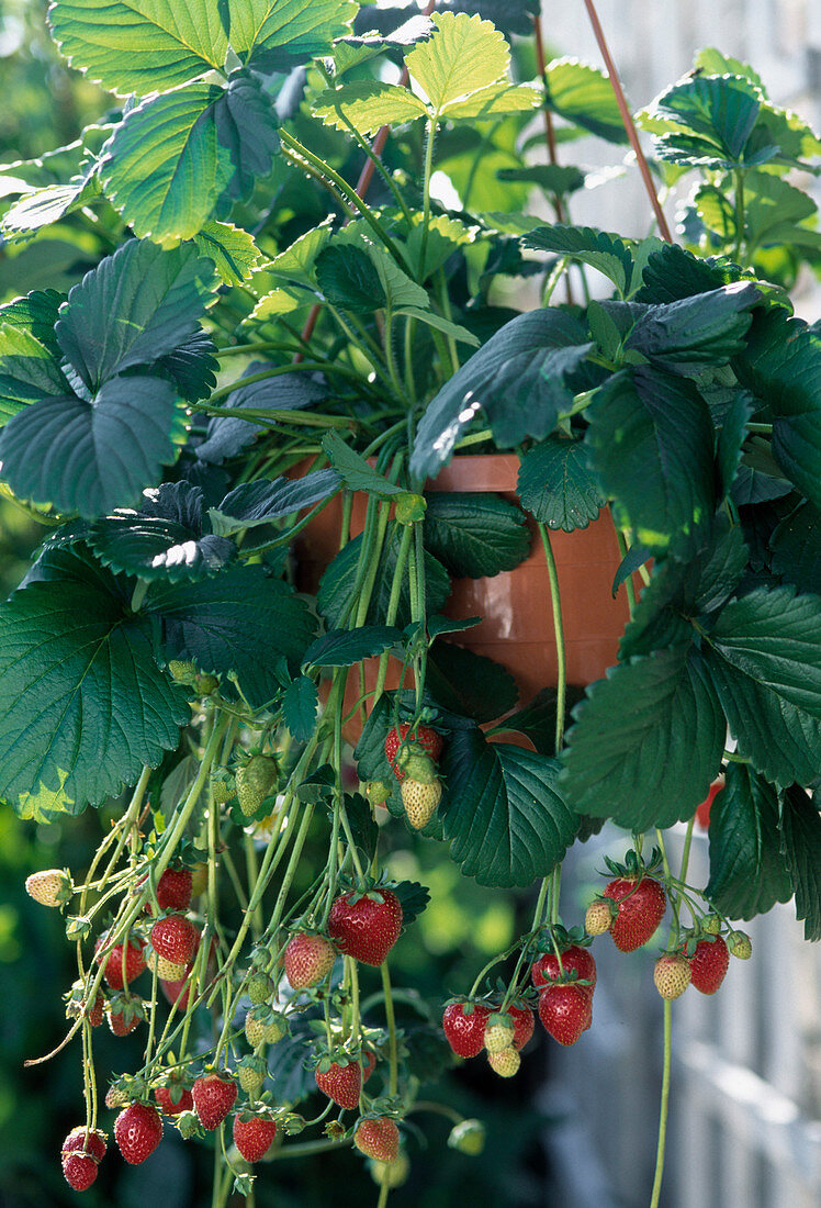 Hanging strawberry