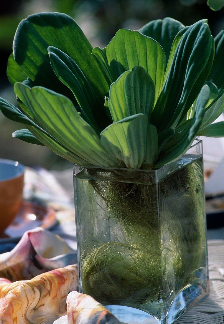 Pistia stratiotes