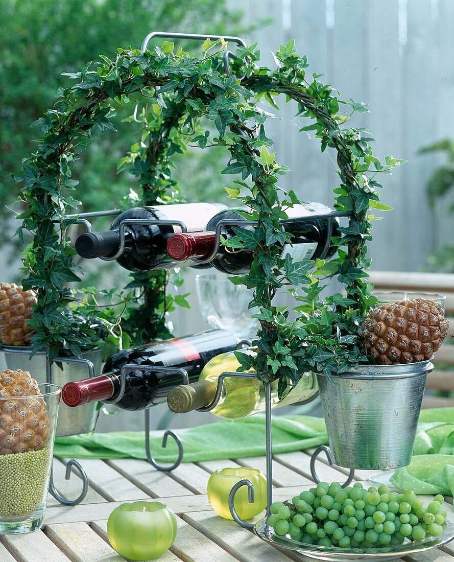 Hedera helix ivy grown on a wine rack