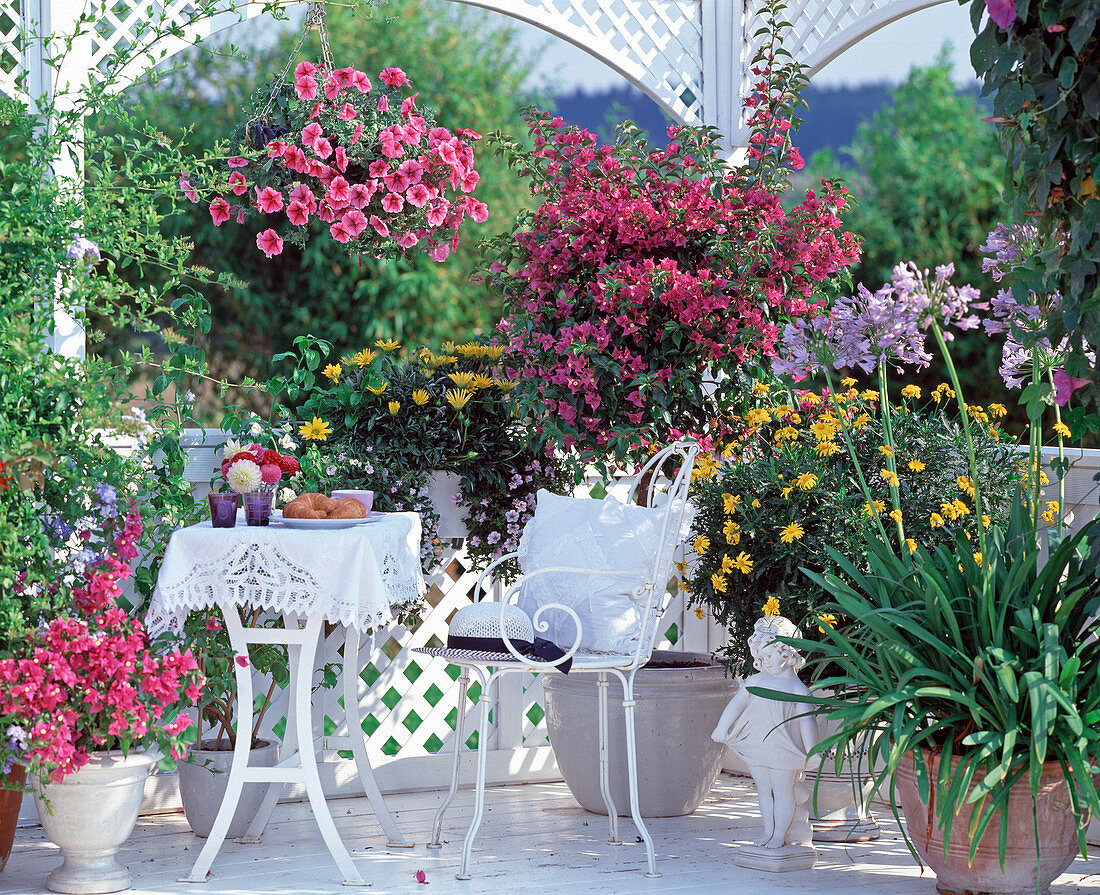 Petunia surfinia hanging basket, Gazania, Euryops (yellow marguerite)