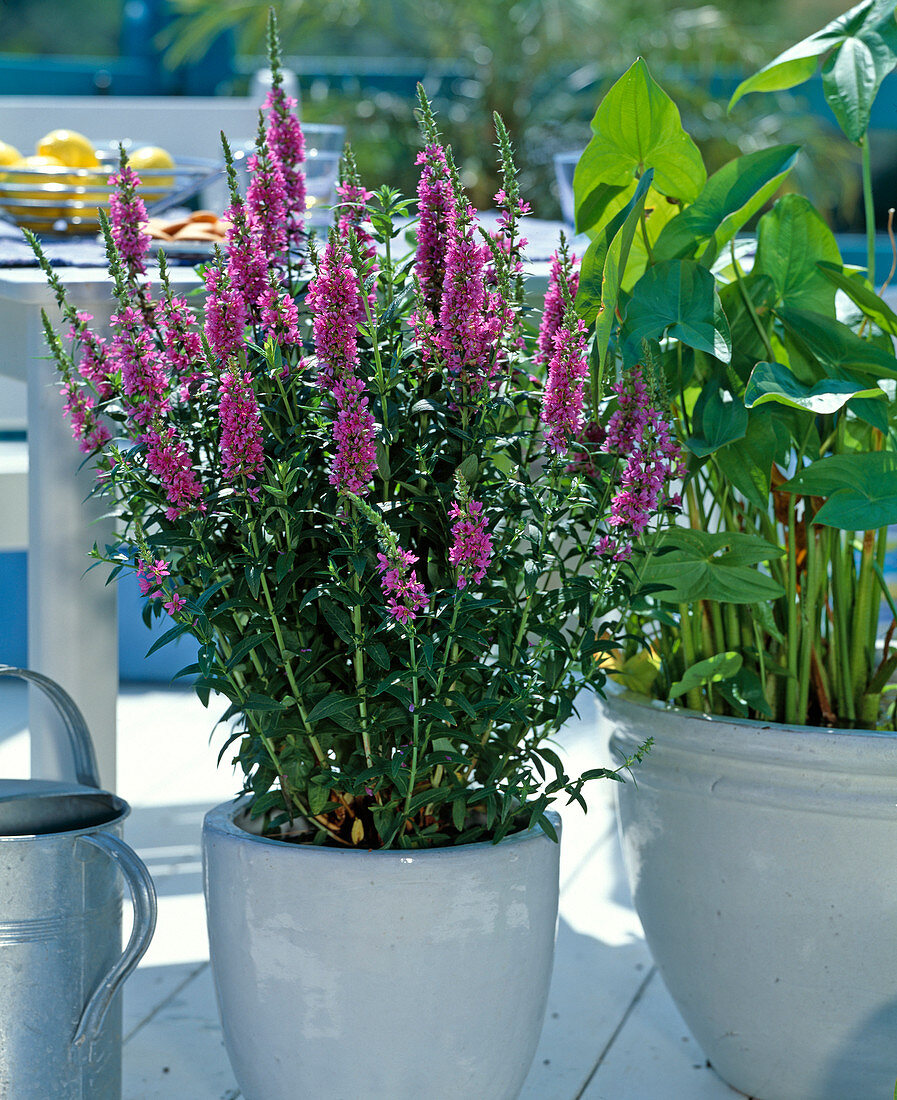 Lythrum salicaria (Purple loosestrife)