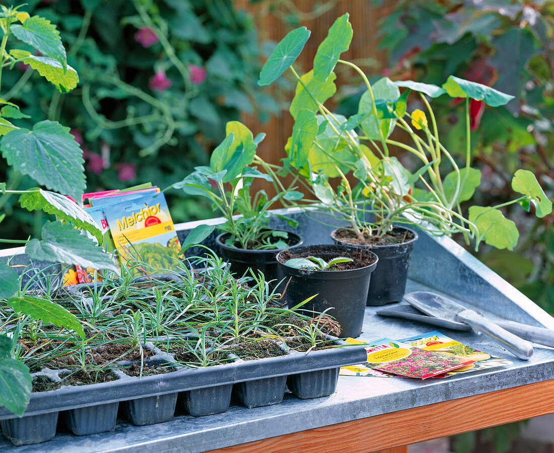 Sowing Tropaeolum (Nasturtium) and cuttings