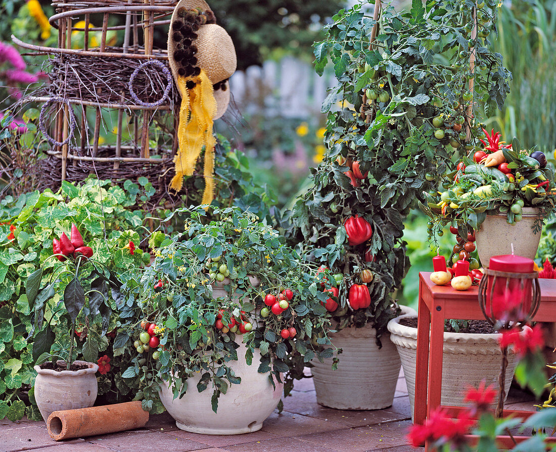 Capsicum annuum (paprika), Tomate 'Dreikäsehoch' Zahn-