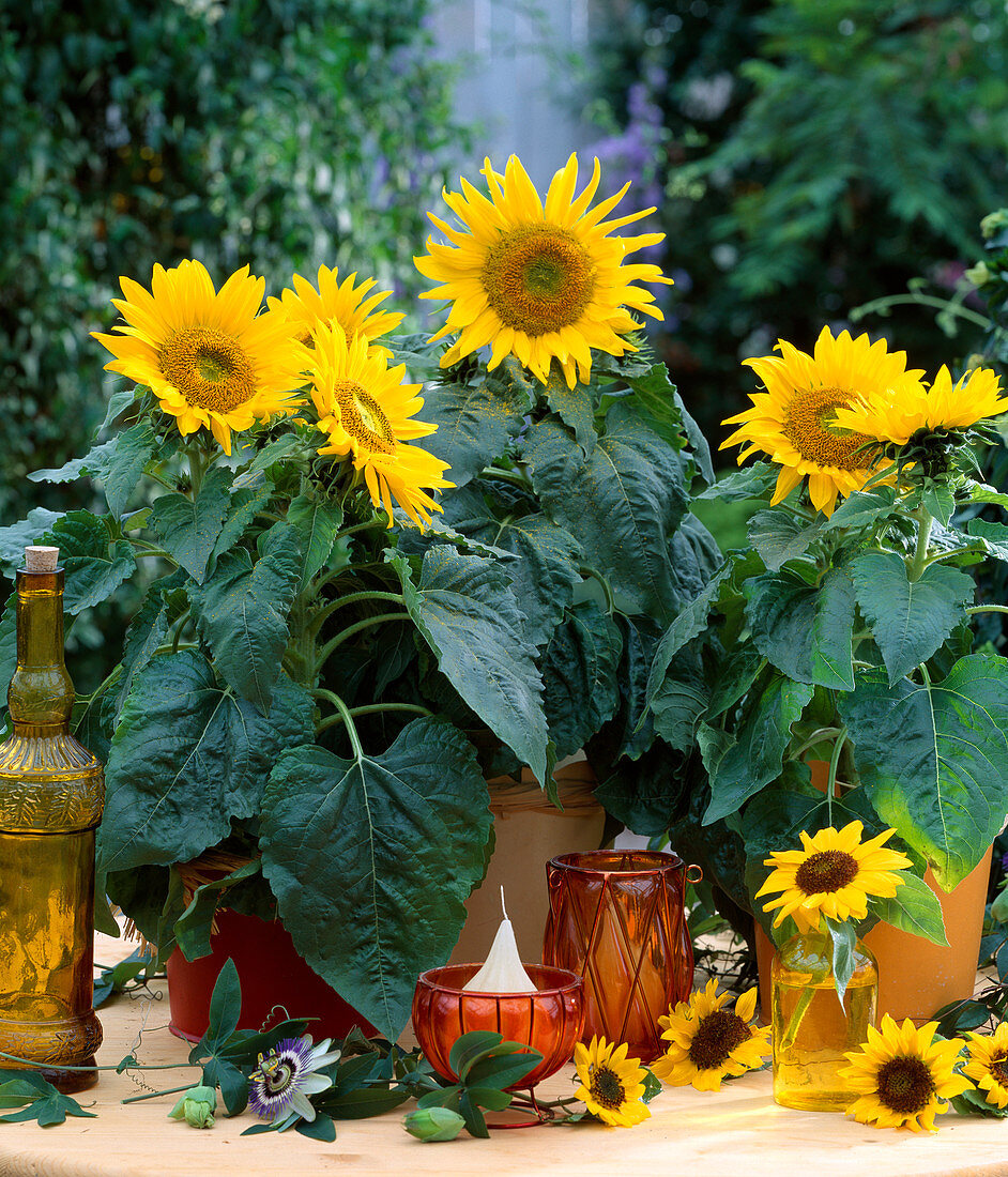 Helianthus annuus 'Pacino'