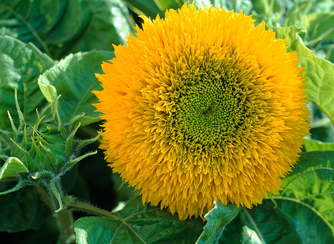 Helianthus annuus 'Teddybär'