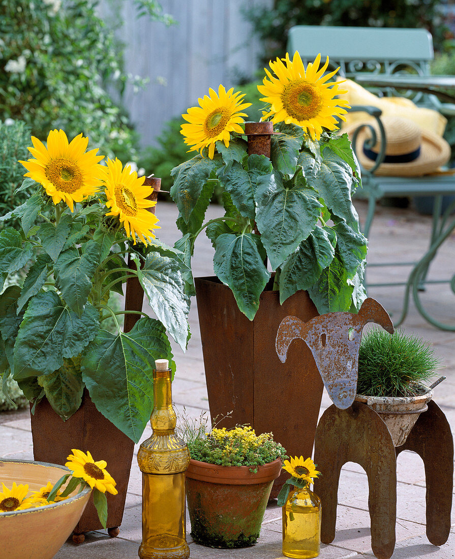 Helianthus annuus 'Pacino'