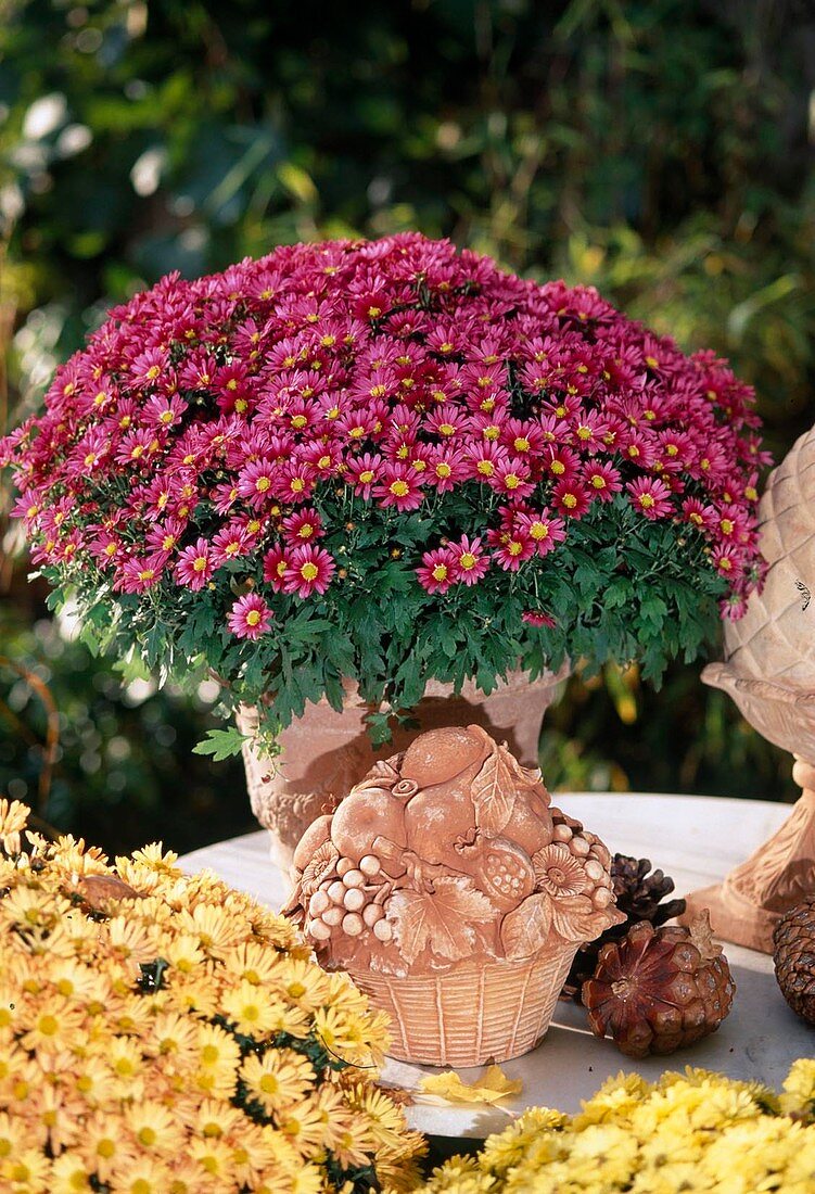 Chrysanthemum indicum (Autumn Chrysanthemum)