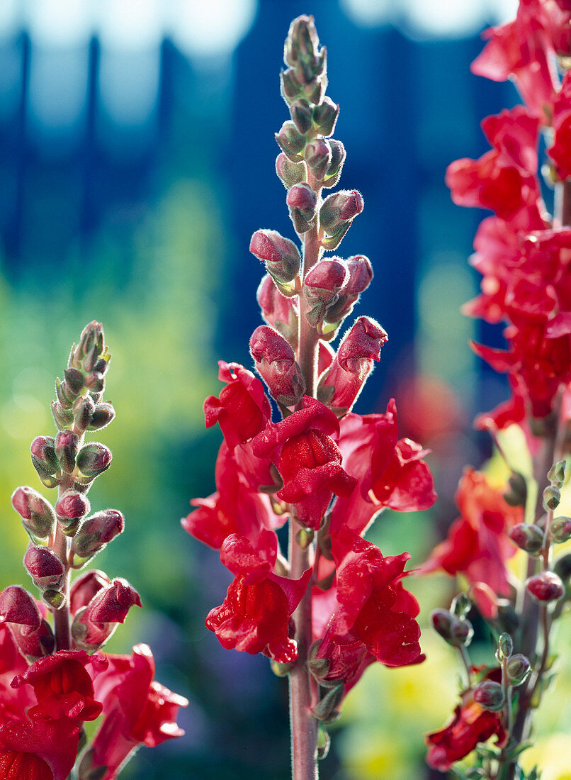 Antirrhinum majus 'Scarlet' (Snapdragon)