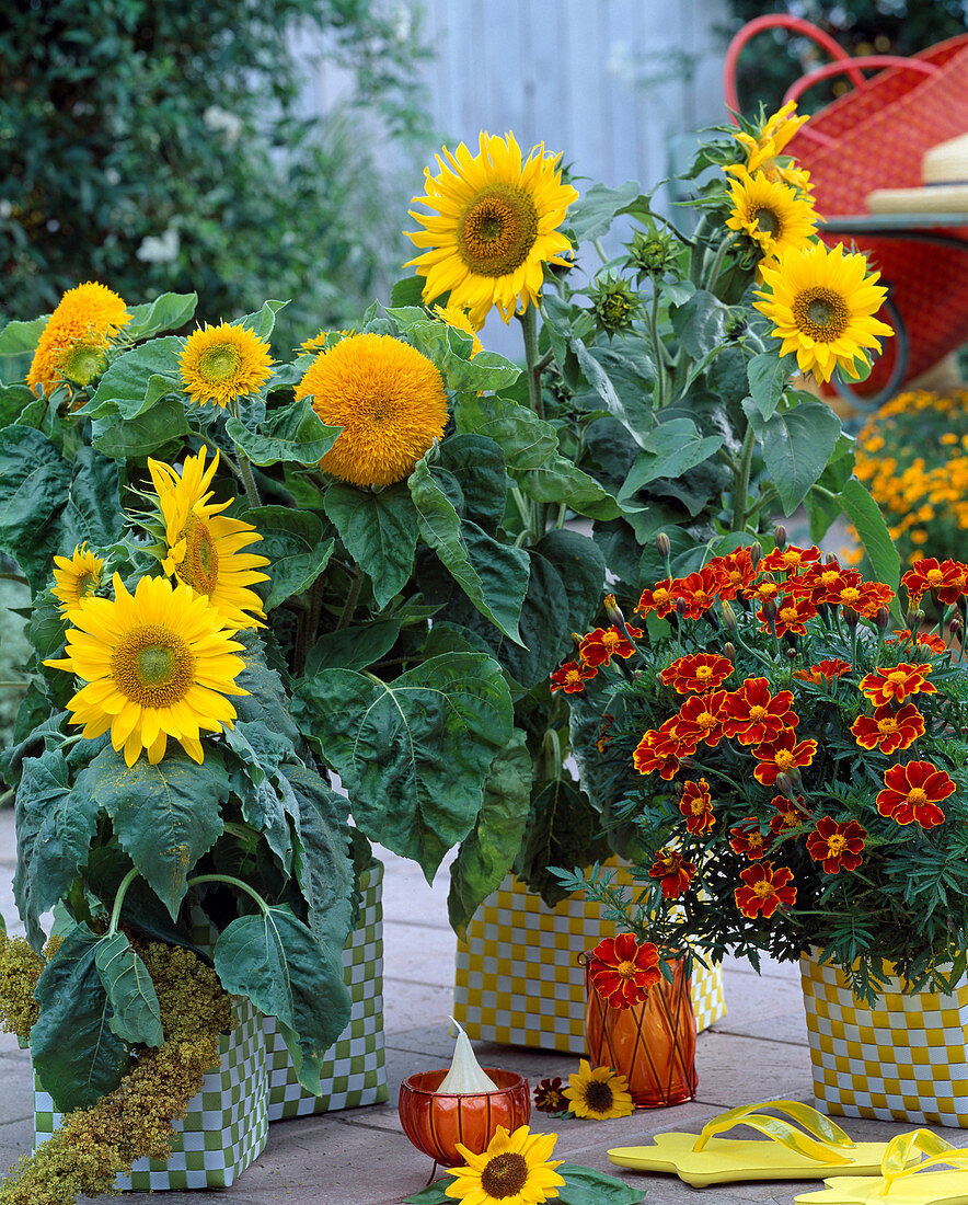 Helianthus annuus 'Pacino', 'Teddybär' (blooming), Tagetes